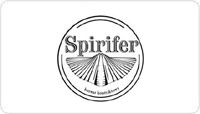 spirifer